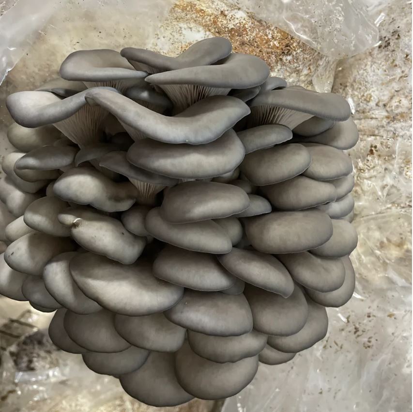 Blue Oyster Mushooms