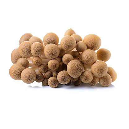 Brown Clam Shell Mushrooms Brown Clam Shell Mushrooms