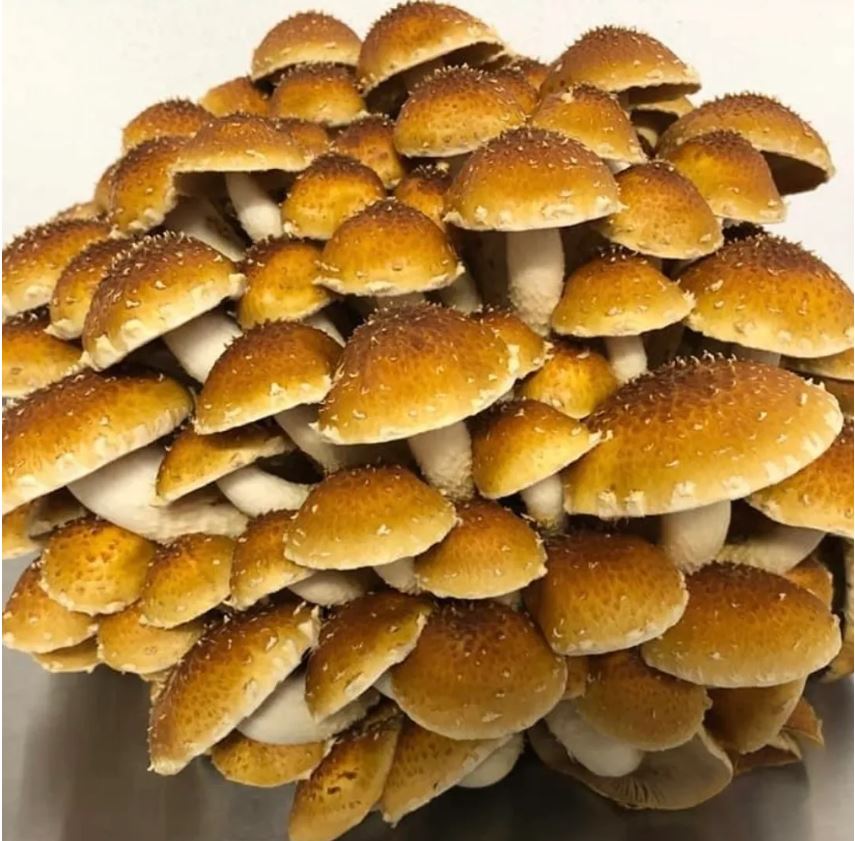 Chestnut Mushooms