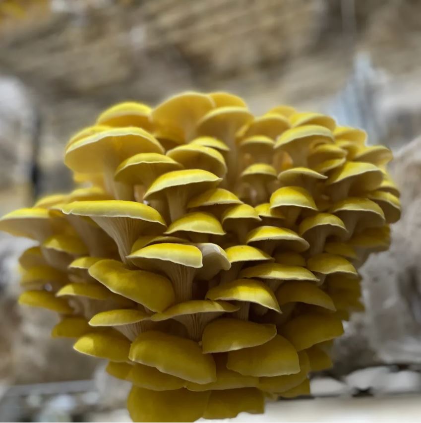 Golden Oyster Mushooms
