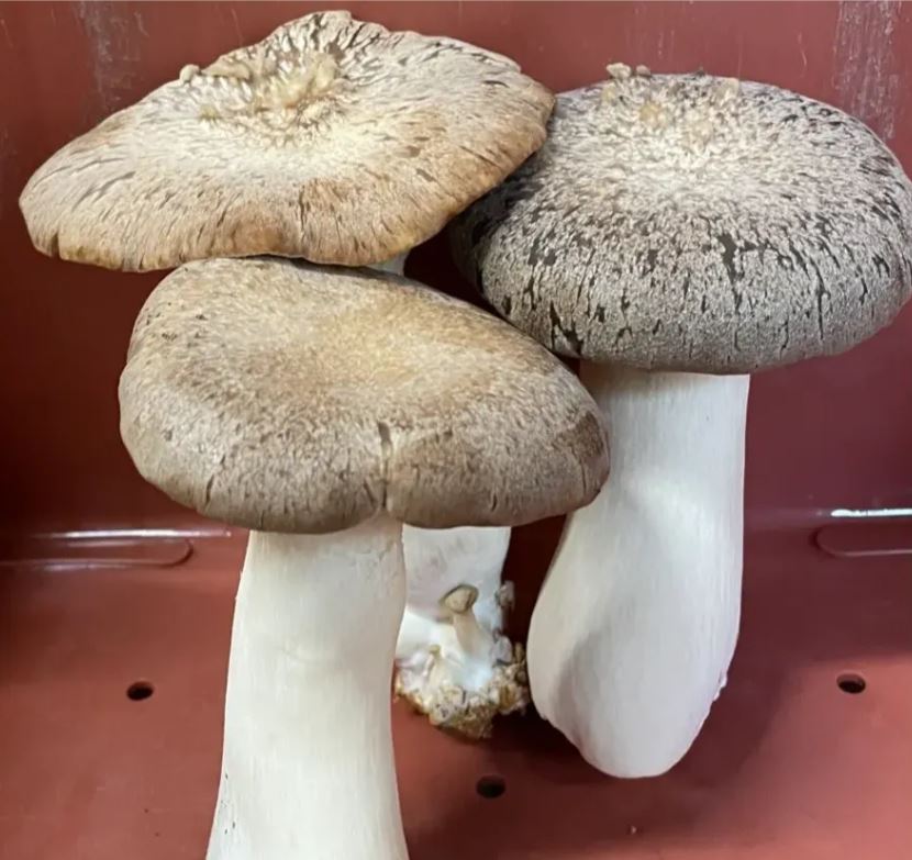 King Trumpet Mushrooms King Trumpet Mushrooms
