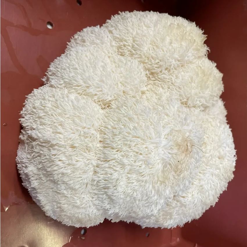 Lions Mane