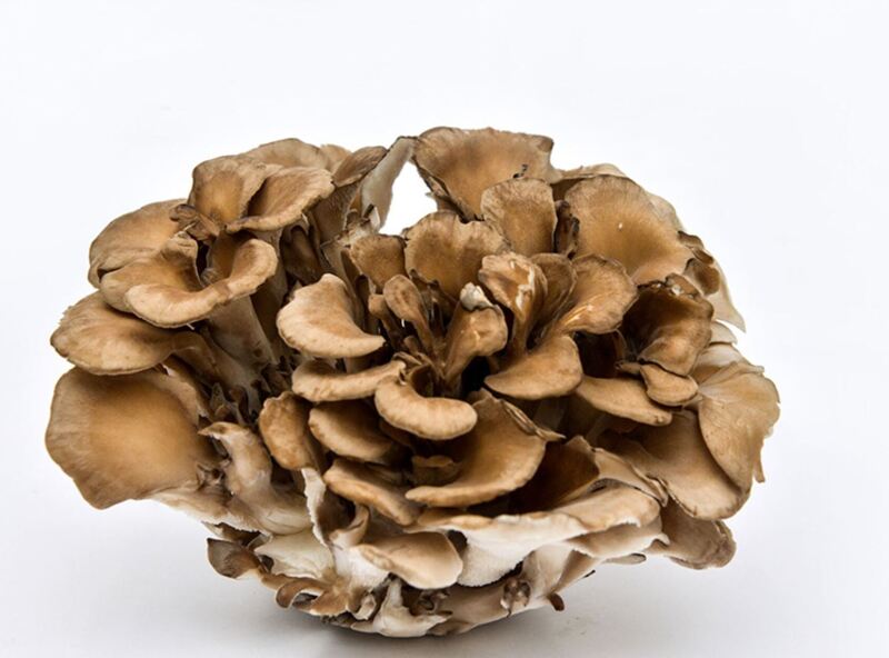 Maitake Mushrooms Maitake Mushrooms