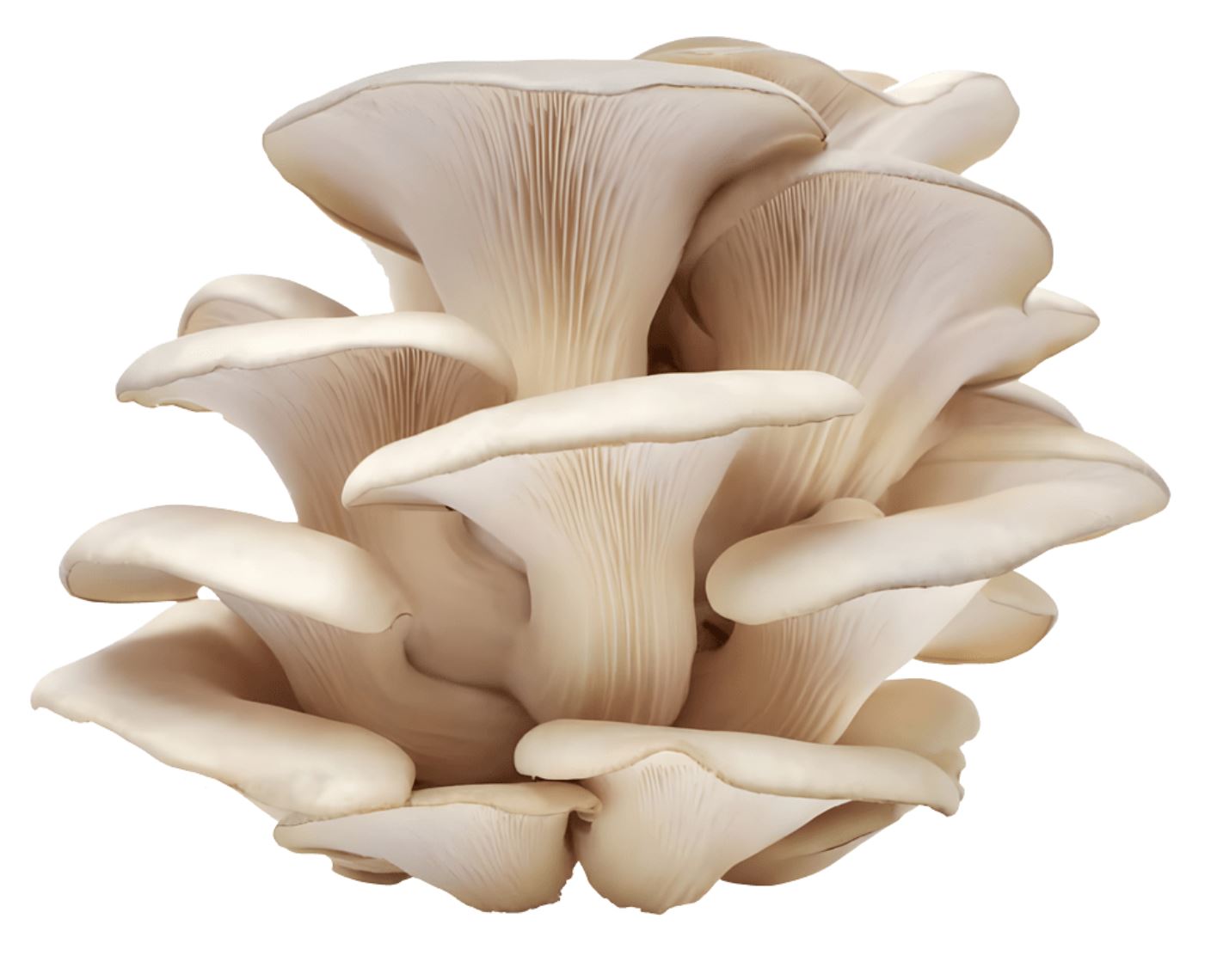 Pearl Oyster Mushooms Pearl Oyster Mushooms