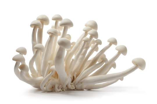White Clam Shell Mushrooms White Clam Shell Mushrooms